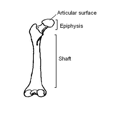 Long bone labelled.JPG