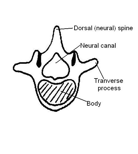 Vertebra labelled.JPG