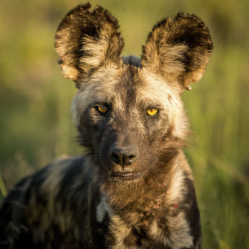 African Wild Dog - WildArk