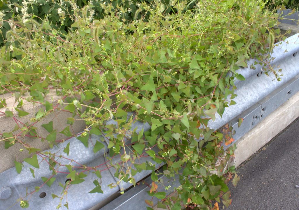 Tear Thumb Vine Scrambles Up and Over the Bridge