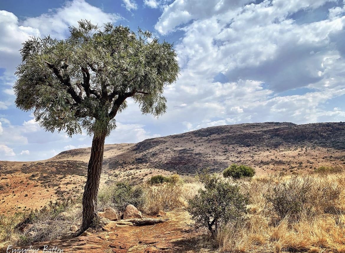 Suikerbosrand Nature Reserve - The 10 Best Hikes In Johannesburg