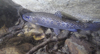 Southern California Steelhead Trout from North Folk Matilija