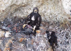 Golden Eagle Feathers Reveal Decades Of Island Prey The