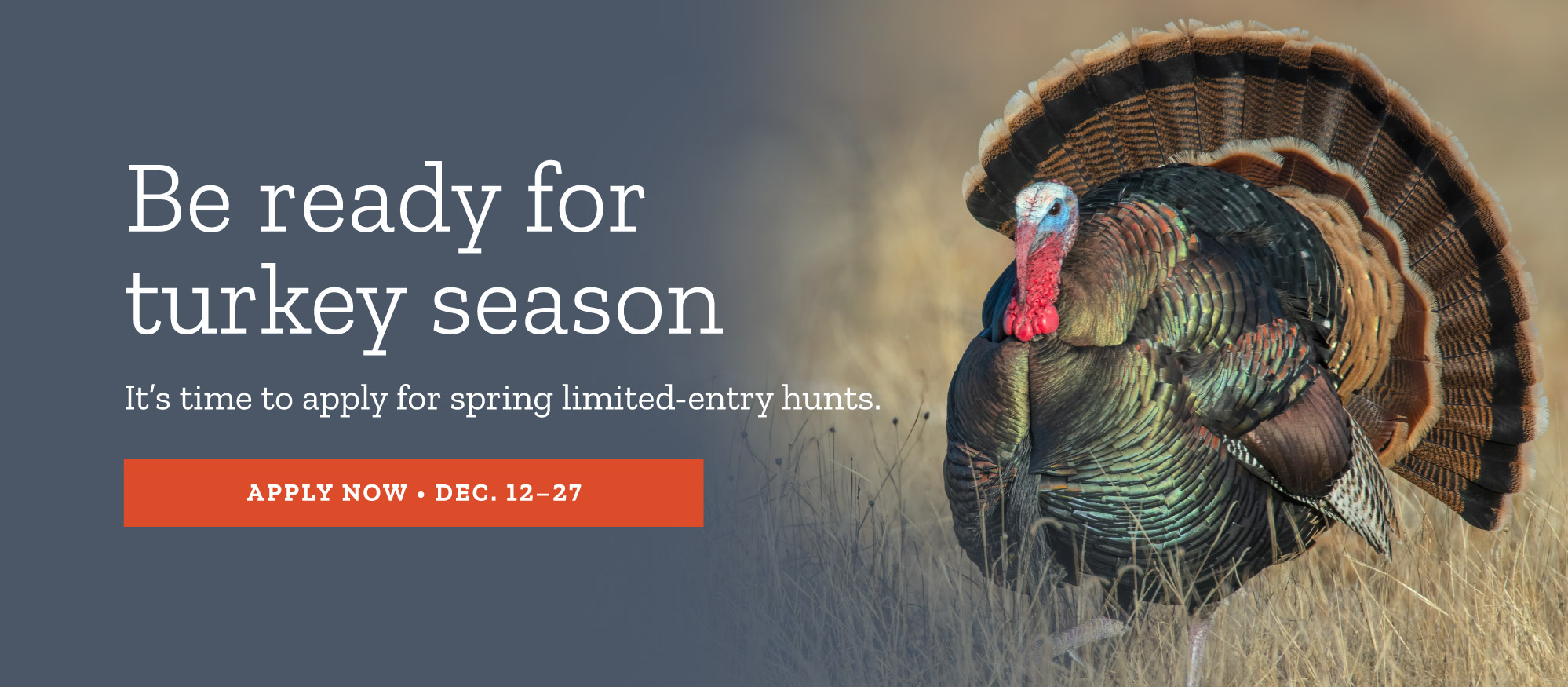 Spring limited-entry turkey hunts