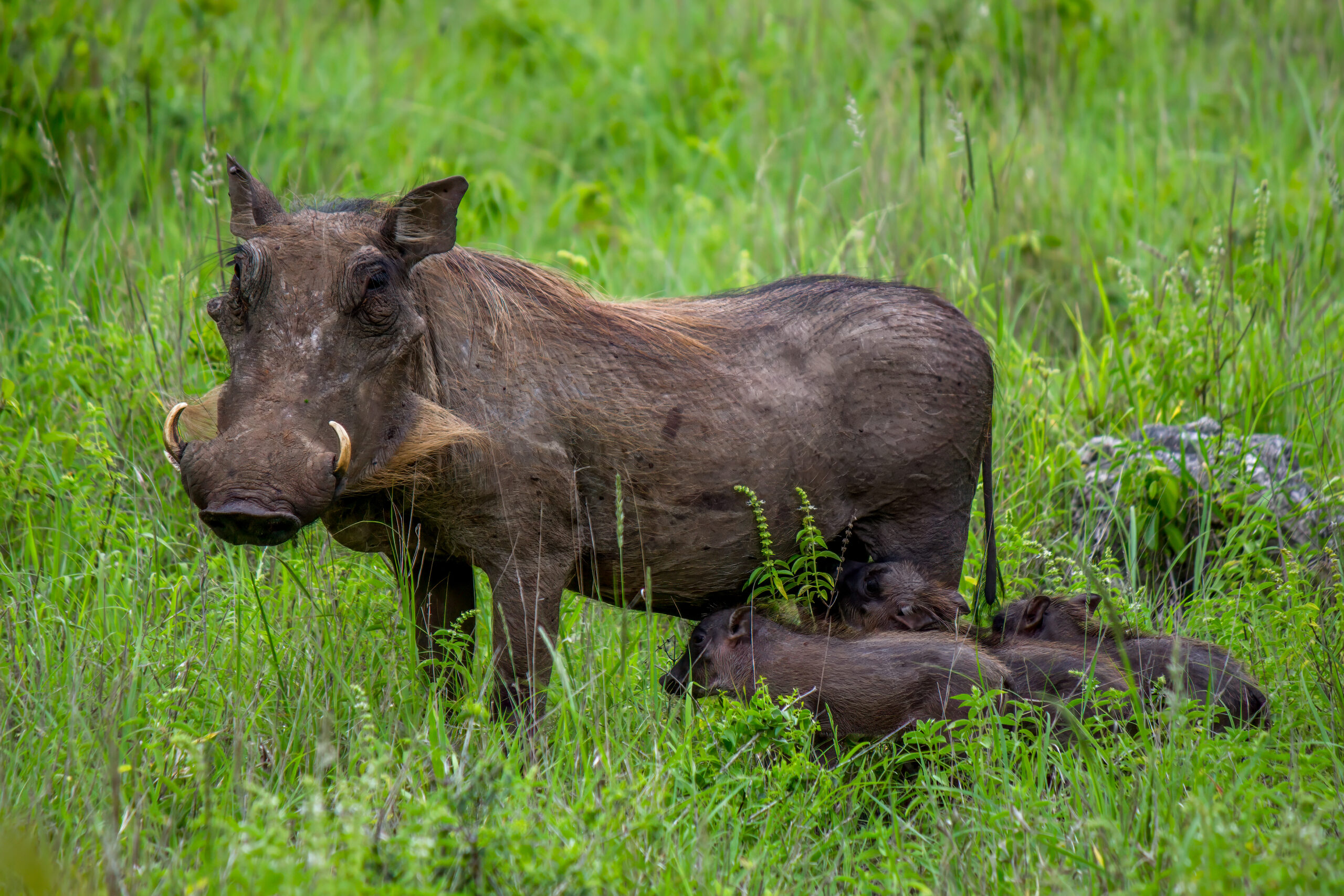 Common Warthog (Phacochoerus africanus) @ Tembe Elephant Park, South Africa. Photo: Håvard Rosenlund