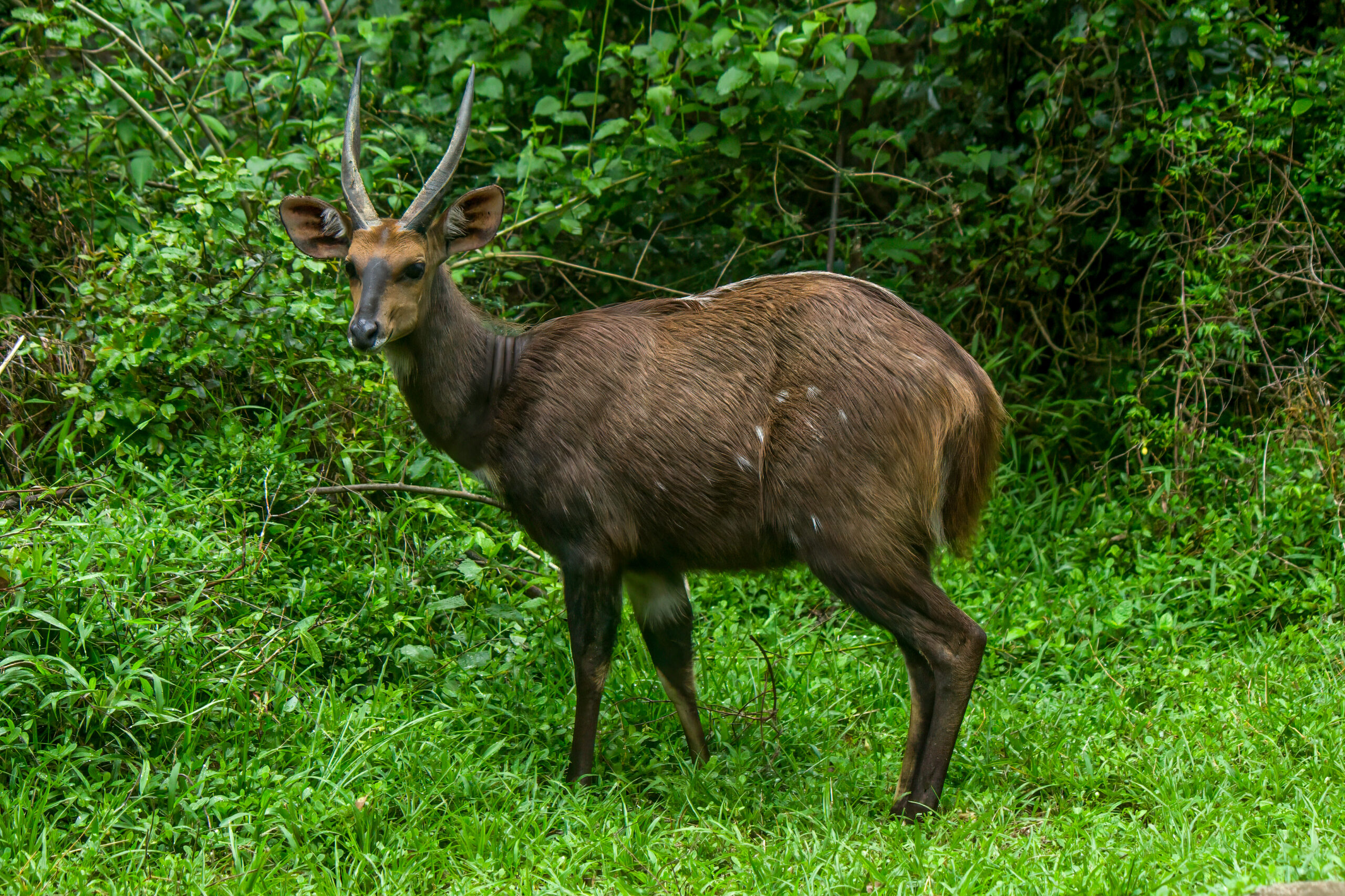 Cape Bushbuck (Tragelaphus sylvaticus) @ Eastern Shores – iSimangaliso Wetland Park, South Africa. Photo: Håvard Rosenlund