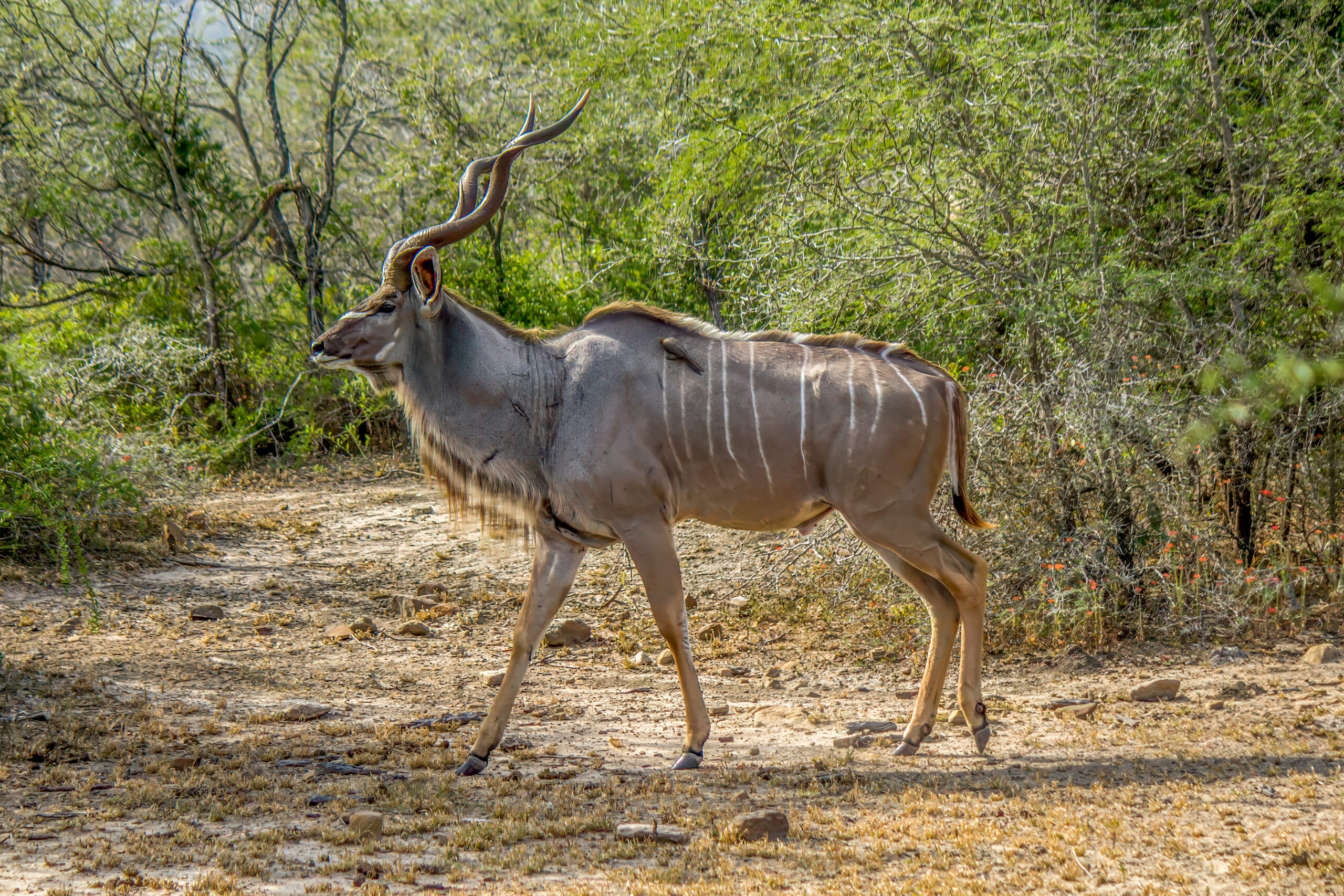 Greater Kudu (Tragelaphus strepsiceros) @ Hluhluwe-iMfolozi Park, South Africa. Photo: Håvard Rosenlund