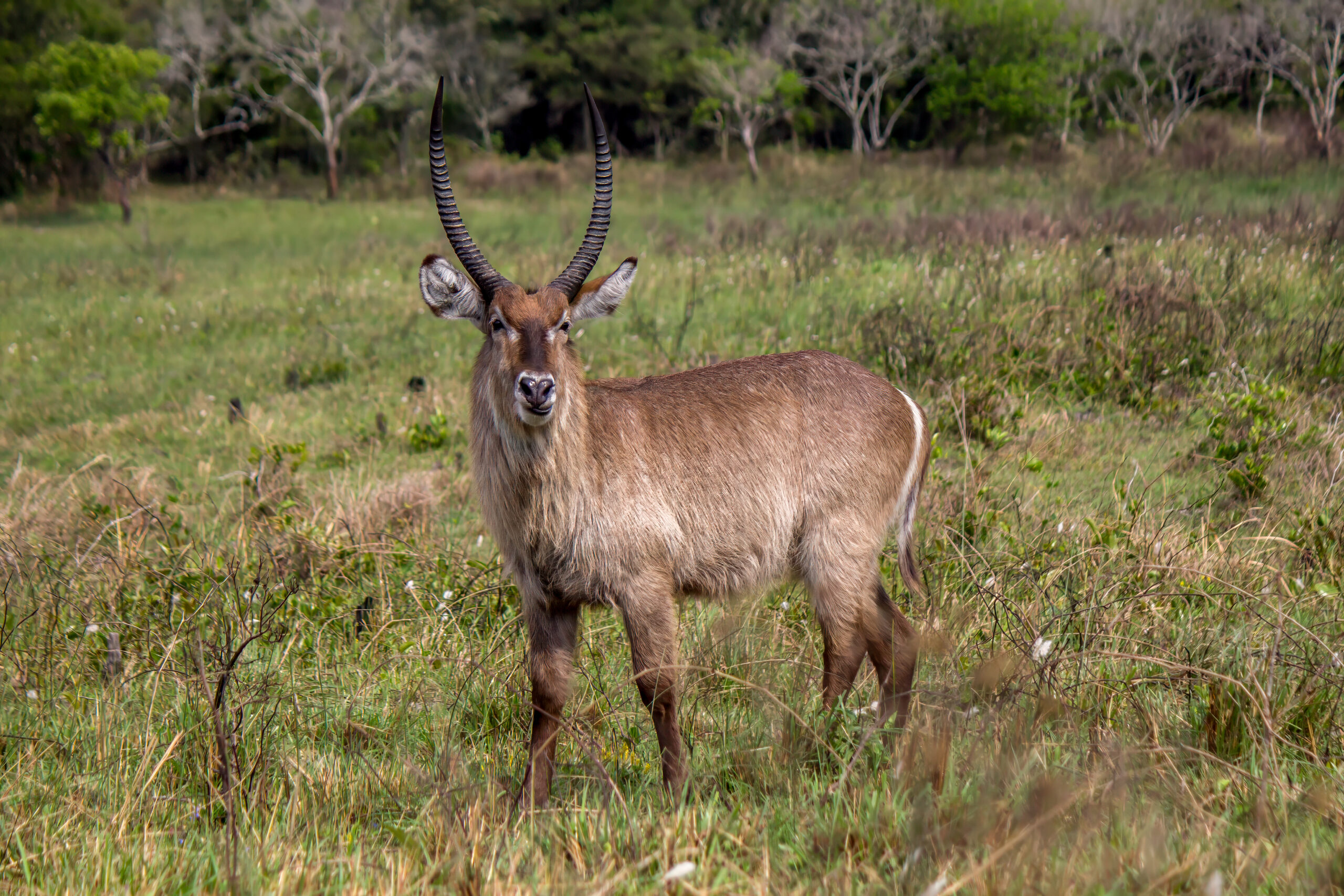 Common Waterbuck (Kobus ellipsiprymnus) @ Eastern Shores - iSimangaliso Wetland Park, South Africa. Photo: Håvard Rosenlund