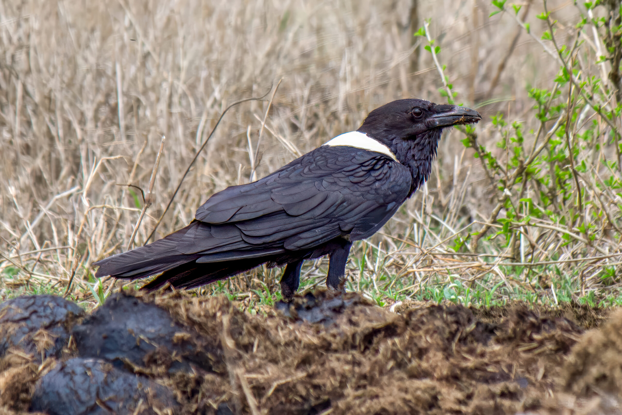 Pied Crow (Corvus albus) @ Hluhlwe-iMfolozi Park, South Africa. Photo: Håvard Rosenlund