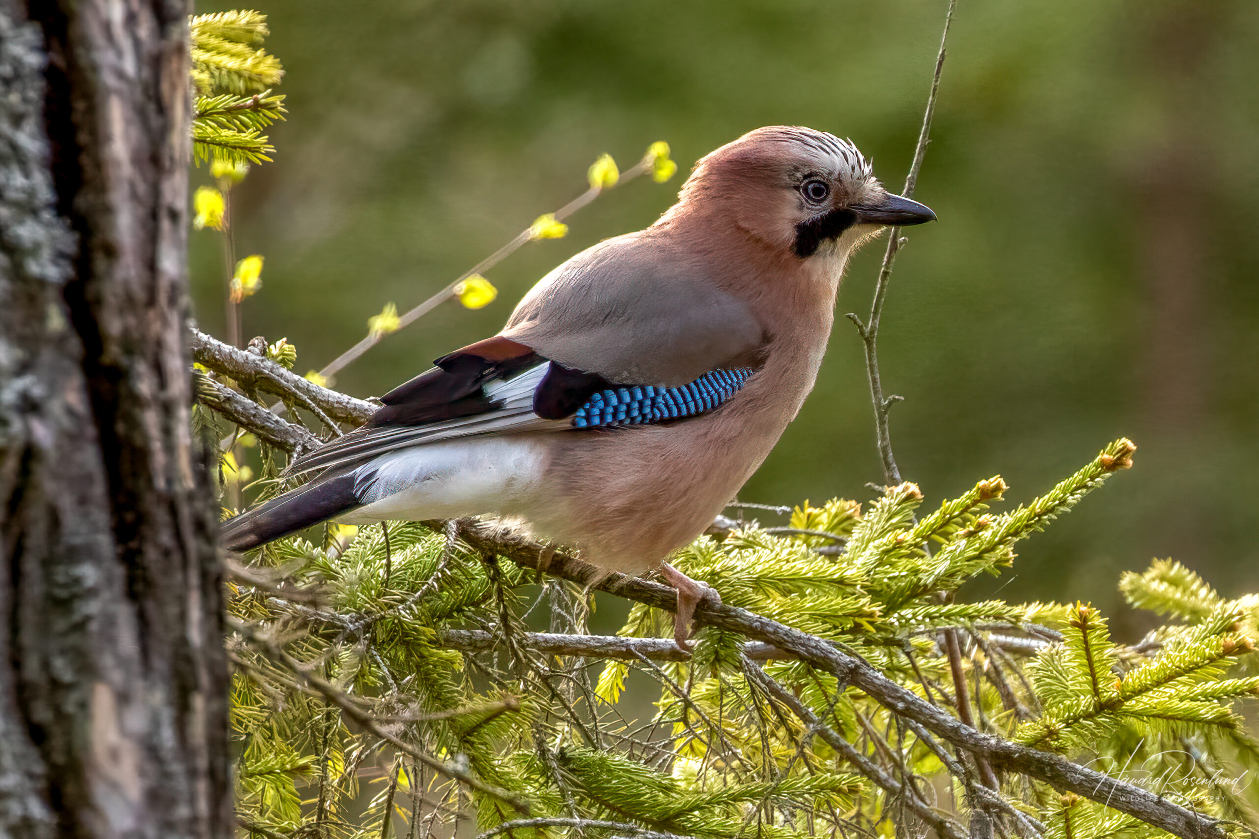 Eurasian Jay (Garrulus glandarius) @ Ås, Norway. Photo: Håvard Rosenlund