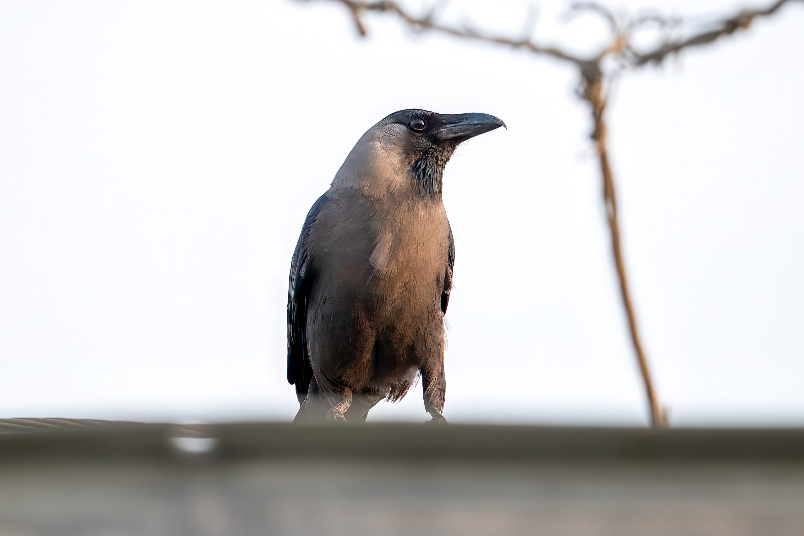 House Crow (Corvus splendens) @ Satpura National Park, India. Photo: Håvard Rosenlund