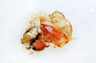 Closeup of cooked crab meat on white background.