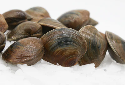 Close-up of fresh, raw clams on ice.