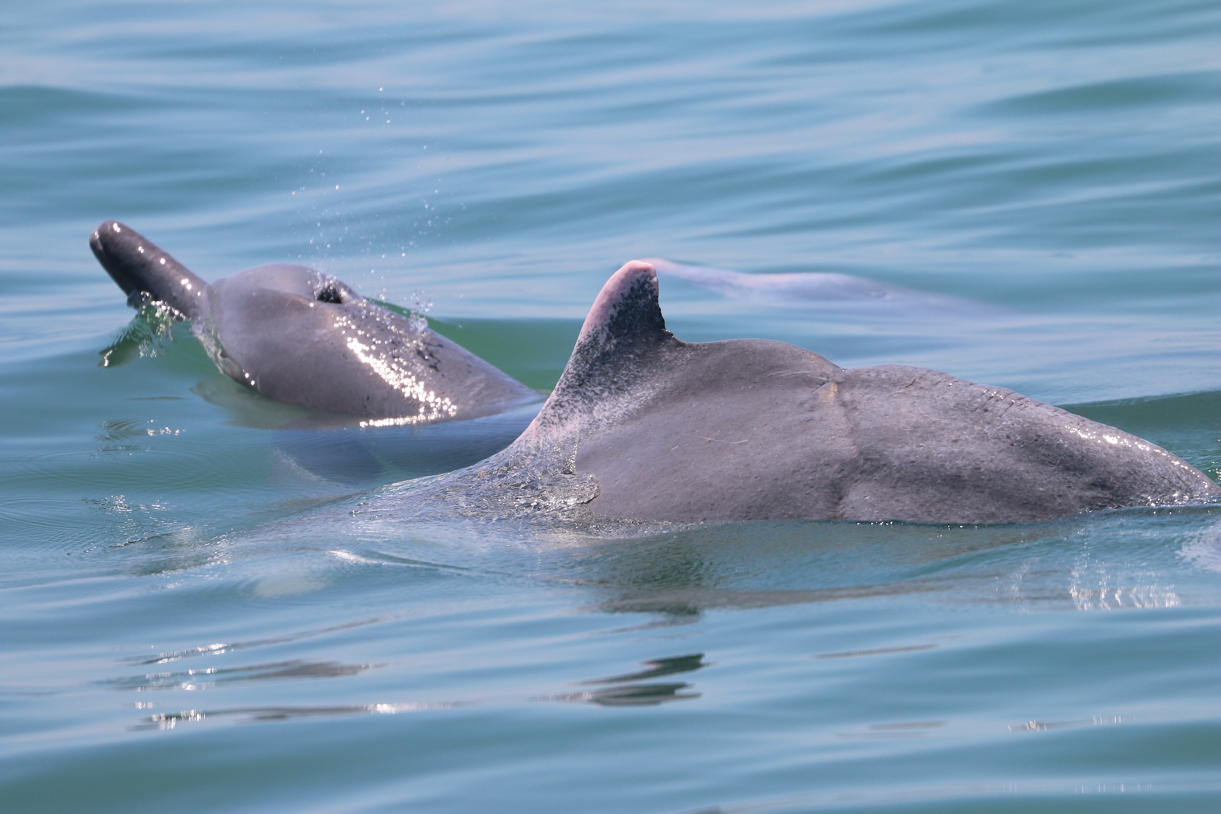 Responding to Stranded Marine Mammals - Wildlife Conservation Network