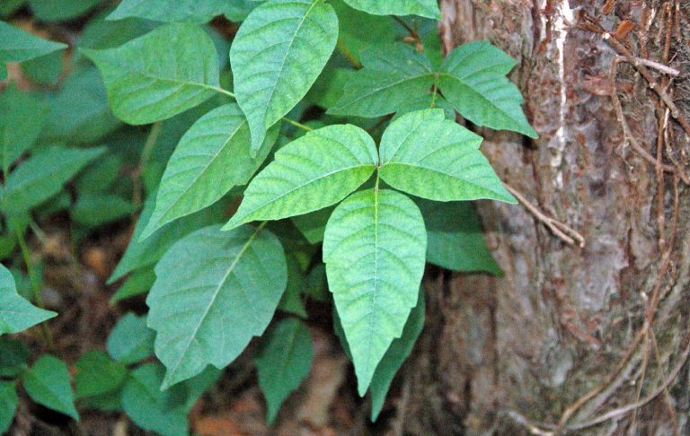 5 Plants That Look Like Poison Ivy (Don't Mix Them Up!)