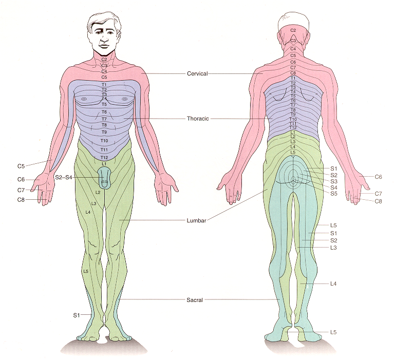 Somatosensory pathways – KINES 531: Neural Control of Movement