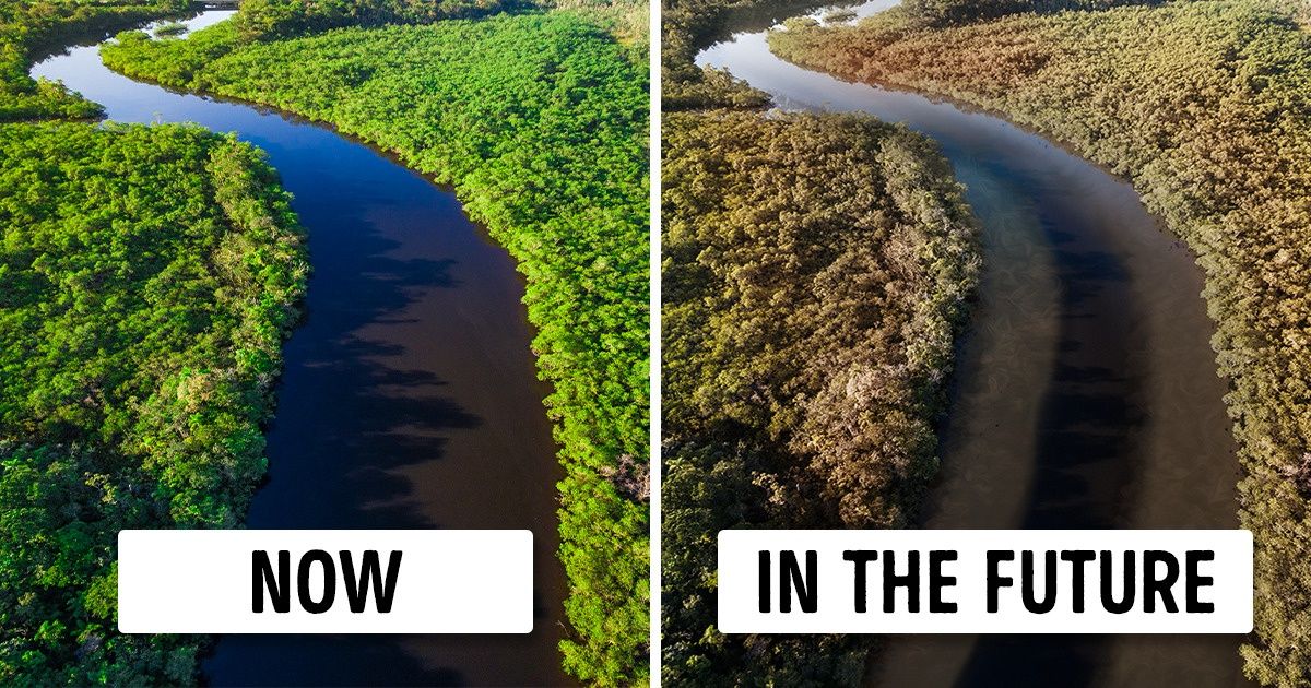 11 Things That Will Happen To Our Planet If The Amazon Rainforest Burns Down Completely Bright Side