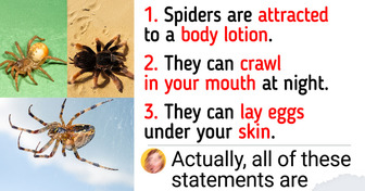 Here’re Some Fresh Facts About Spiders That Prove Everything You Know About Them Is Wrong