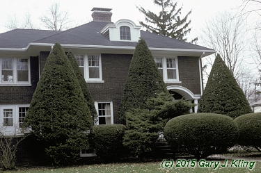 Taxus cuspidata 'Capitata'