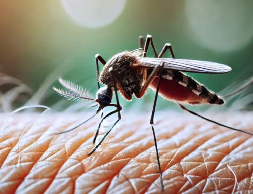 New Genetic Approach for Disease-Carrying Mosquitoes