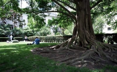 Visitors relax in the Prouty Garden in this file photo. (Robin Lubbock/WBUR)