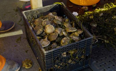 A plastic crate of freshly caught scallops sits on the deck of Amaru's boat. (Duy Linh Tu)