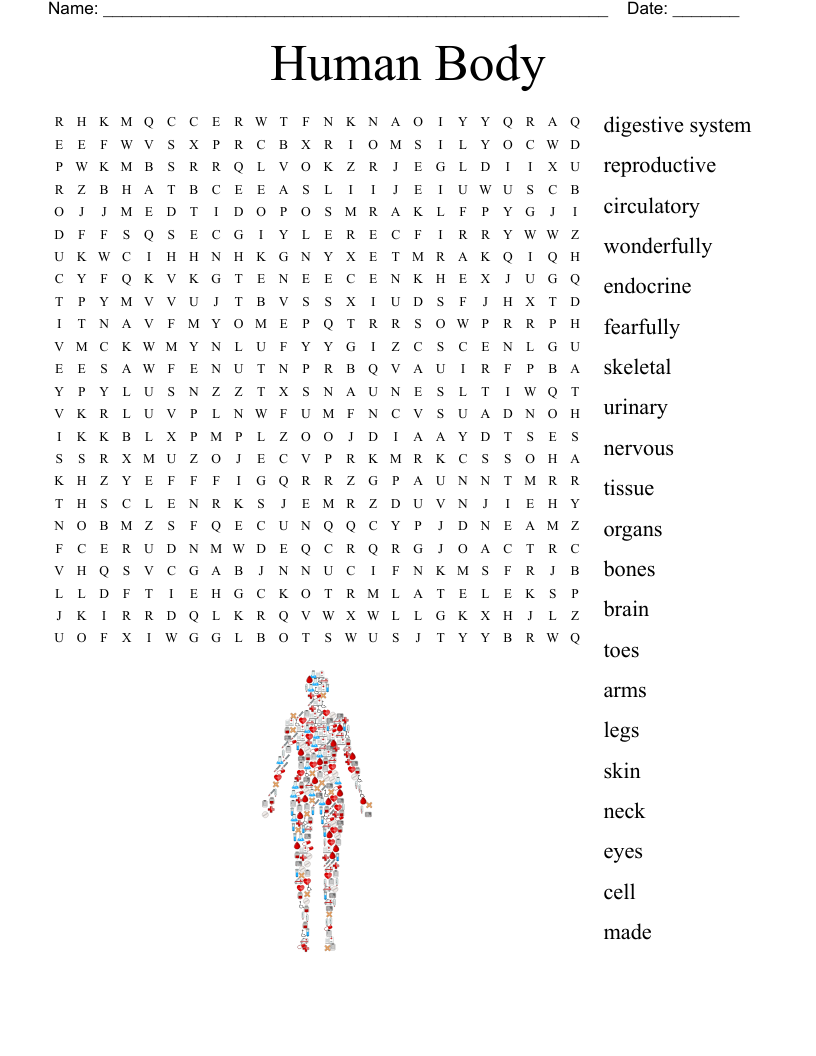 Human Body Puzzle Word Search Answer Key - Word Search Printable