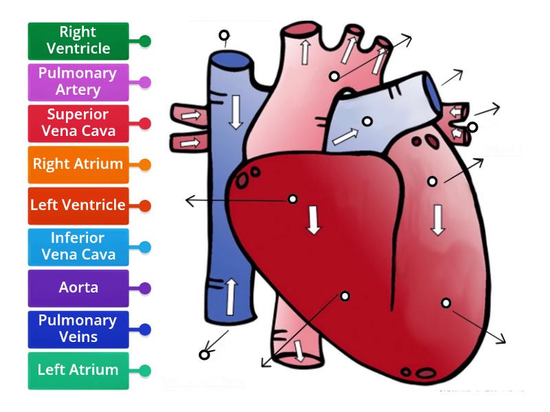 Heart Diagram - Labelled diagram