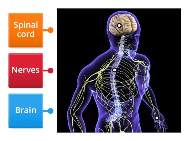 Nervous system - Labelled diagram