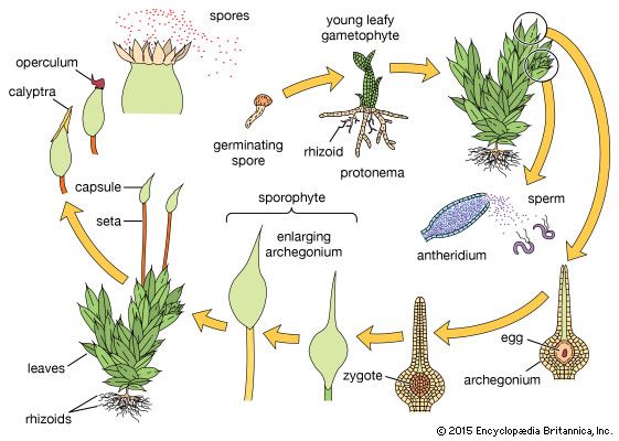 Moss Life Cycle