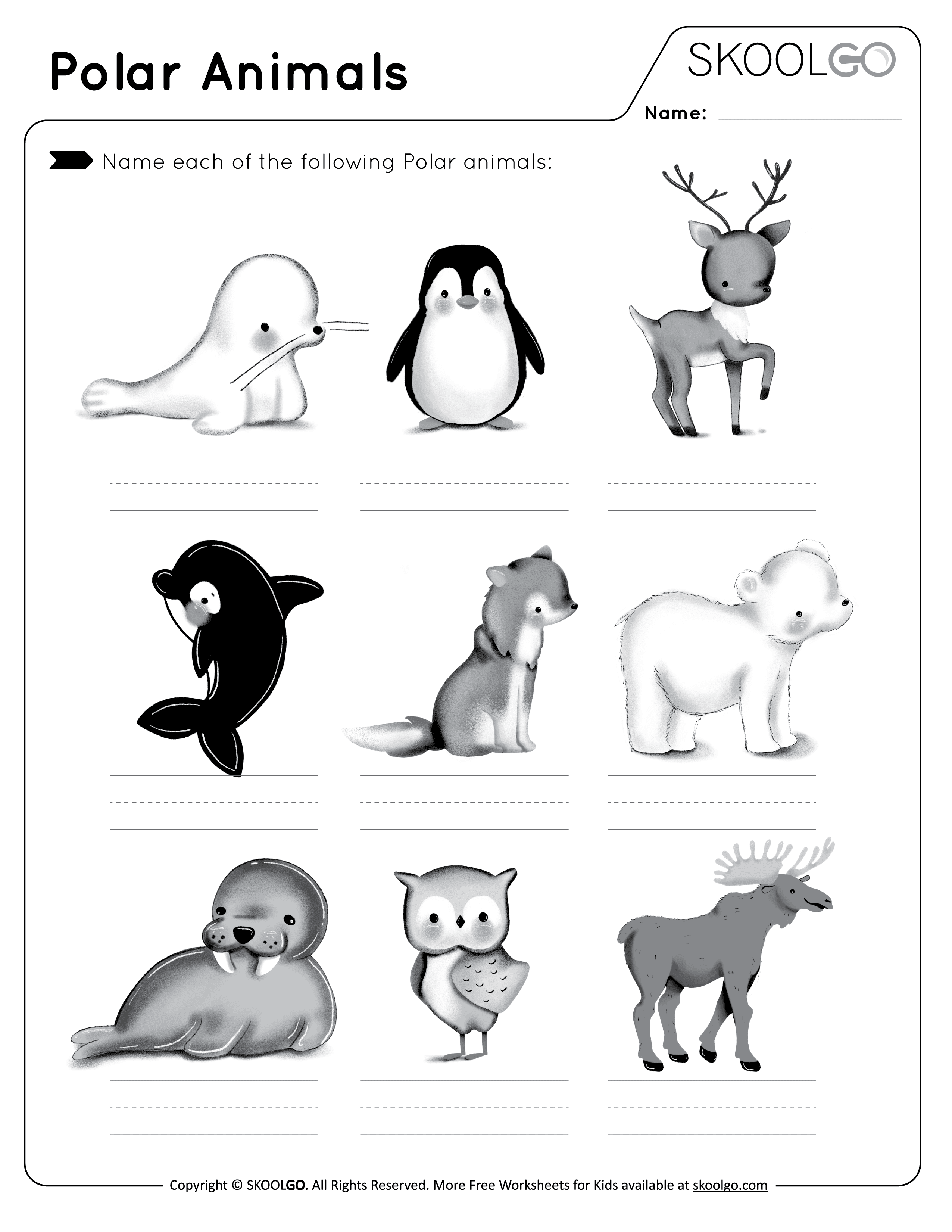 Arctic Animals Worksheet for 2nd - 3rd Grade | Lesson Planet ...