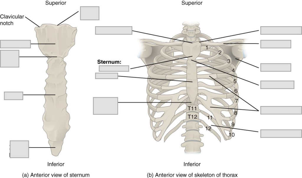 Chapter 7 Axial Skeleton – Anatomy and Physiology Laboratory ...