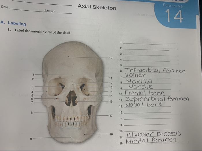 Solved Unit 9: The Axial Skeleton Worksheet 1. Label the | Chegg.com ...