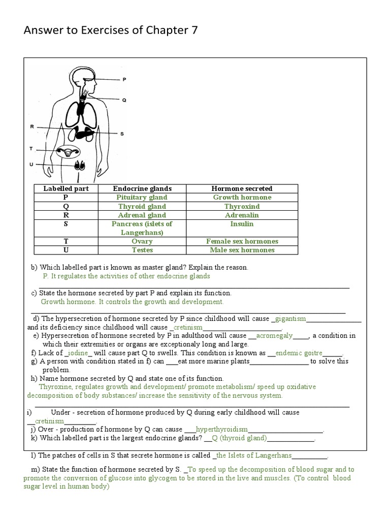 Answers To Chapter 7 Exercises | PDF | Hormone | Endocrine System ...