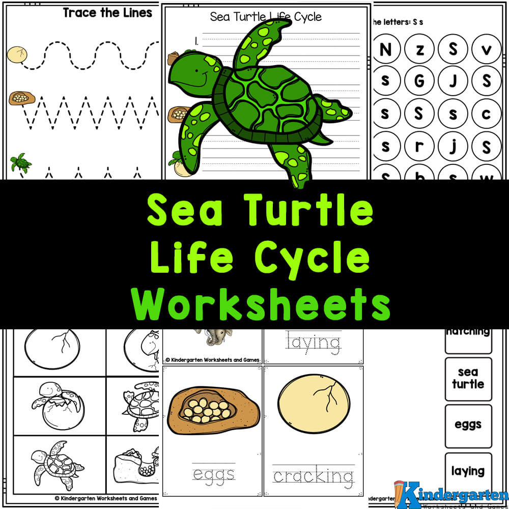 Free Printable Sea Turtle Life Cycle Worksheets - Worksheets Library