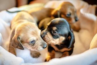 What Are Puppy Feeders & Should You Use Them?