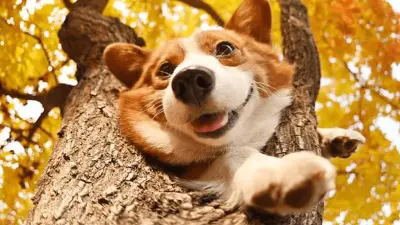 How to Choose the Best Dog Food for Corgis?