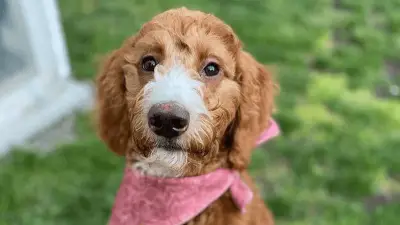 Springerdoodle: Breed Info & Guide