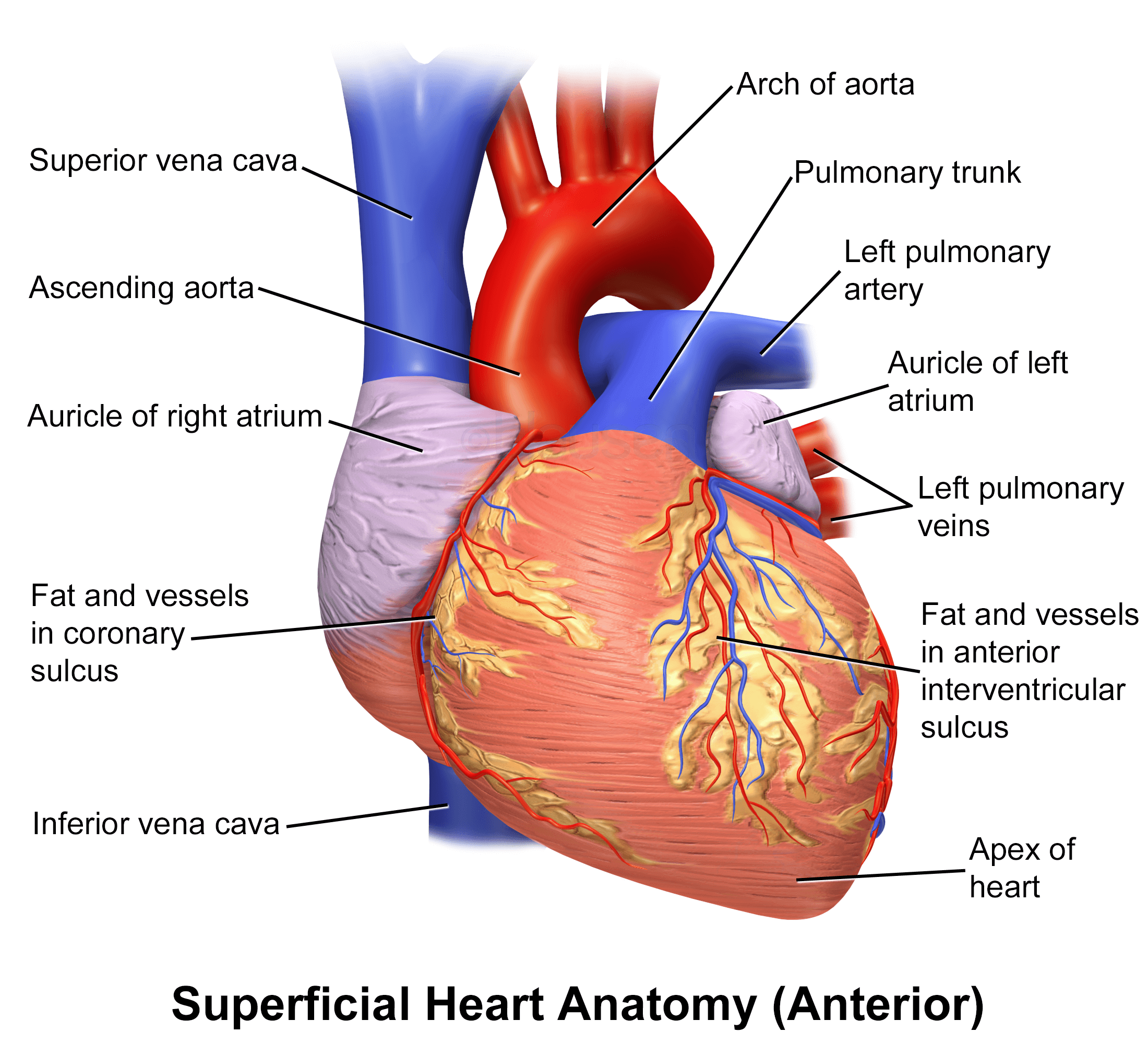 Heart Surface Anatomy Diagram