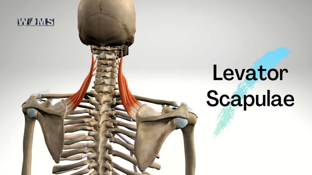 Levator Scapulae Muscle Anatomy Function And Pathology Kenhub Images ...