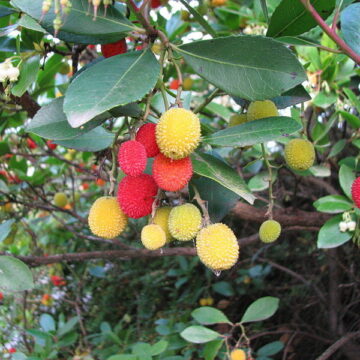 Arbutus Unedo (STRAWBERRY TREE) Seeds