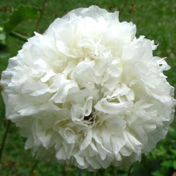 Papaver Paeoniflorum (White Cloud Poppy) Seeds