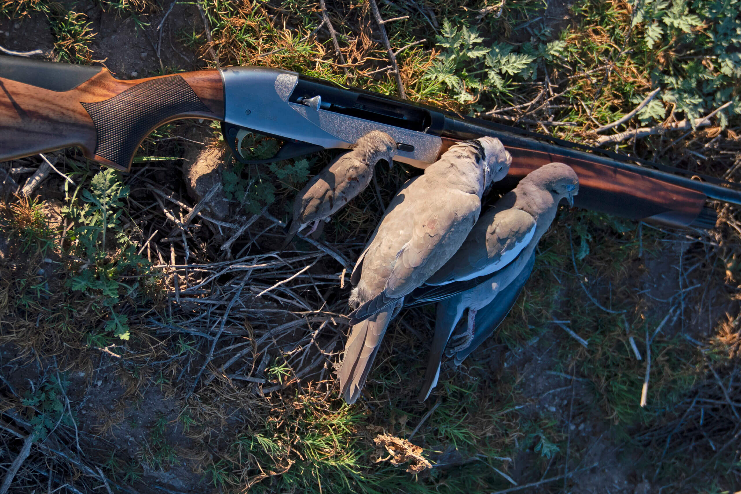 Dove Hunting in Sonora Mexico - The Journey Within, A Bird Hunter’s ...