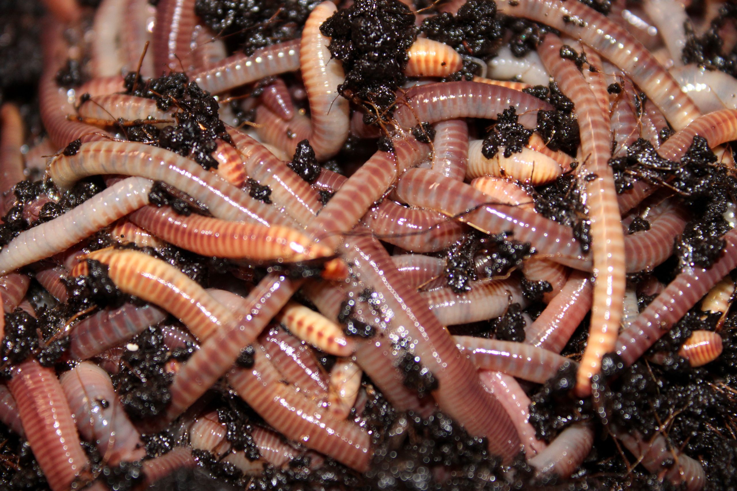 Shop Quality Compost and Worms at Wormi Vermi