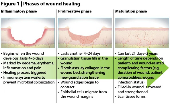 Stages Of Wound Healing Photos Google Search Medical - vrogue.co