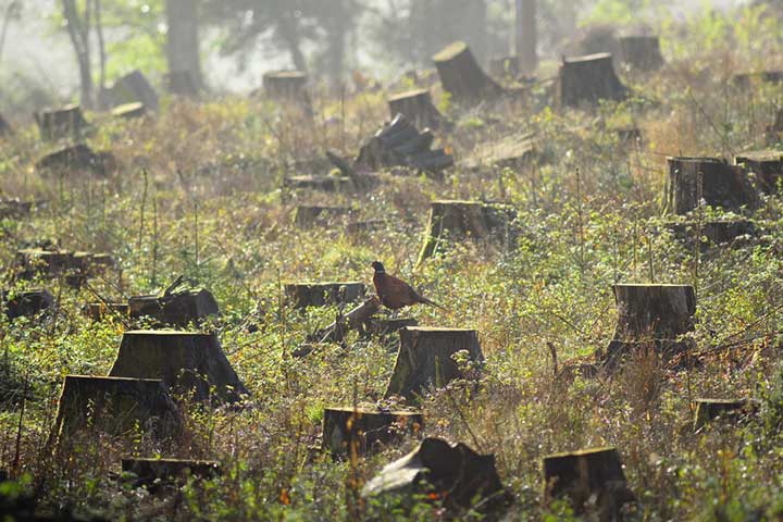 Aarey Forest