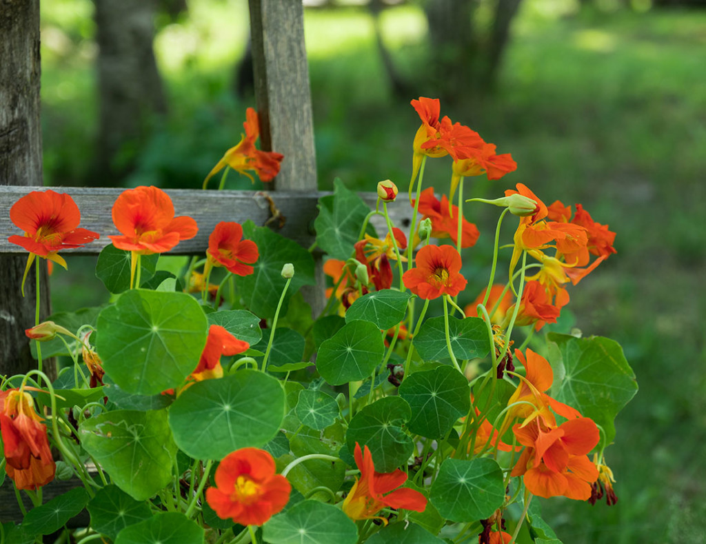 easy color flowers nasturtium