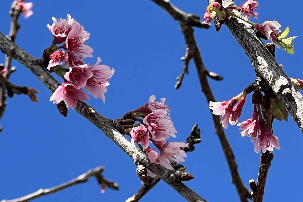 Cherry Blossoms Cropped Credit Brie Thalmann