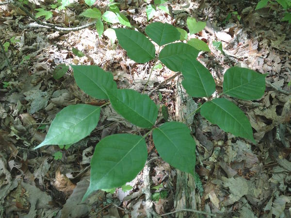 Don't Touch: Spotting A 'Familiar Stranger' Could Keep Poison Ivy From ...