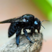 Get The Dirt - Carpenter Bees